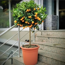 Bodur Mandalina Ağacı Bitki Besini 1 kg