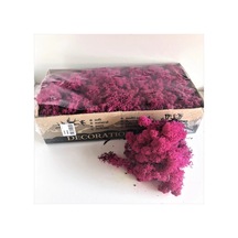Reindeer Moss Mürdüm Şoklanmış Norveç Yosunu 250gr