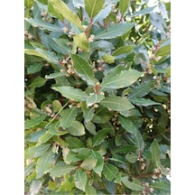 Mis Kokulu 1 Adet Defne Ağacı Fidanı 20-30cm Tüplü\saksılı Laurel Tree Sapling