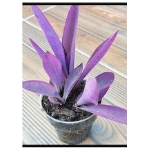 Telgraf Çiçeği Fidanı Tradescantia Purple Passion 10-20 Cm