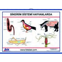 Sistemi Levhası Hayvanlarda