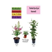 Pembe Oya Ağacı+ Hanıme Çiçeği+ Tül Çiçeği