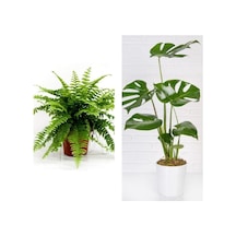 Aşk Merdiveni Fujer Askılı Saksıda/deve Tabanı 60 Cm 2'li Set Salon Ofis Bitkileri Çok Renkli