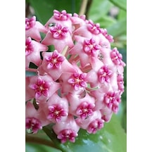 Mum Çiçeği Dantelli Pembe 10-15cm Ev Salon Bitkisi