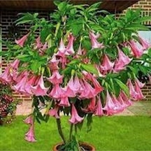 10 Adet Tohum Pembe Angel Trumpet Çiçeği Meleklerin Borazanı Çiçeği Tohumu++