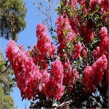 Kırmızı Oya Çiçeği Fidanı 30-50 Cm