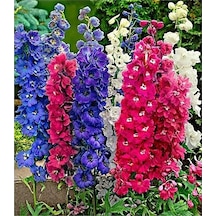 25 Adet Tohum Nadir Hazeran Hazaran Çiçeği Tohumu Organik Yeni Sezon Taze Saksı Toprak Hediyemiz