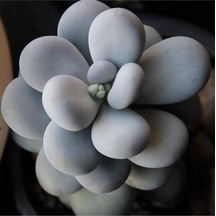 10 Adet Pachyphytum Oviferum Succulent Tohumu