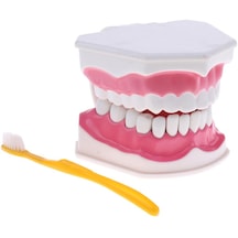 2x Büyük İnsan Ağzı Modeli Diş Fırçalı Öğretim Aleti Sabitleme-15x12x9cm 15 X Diş Sabitleme-15x12x9cm 15 X 12 X 9 Cm