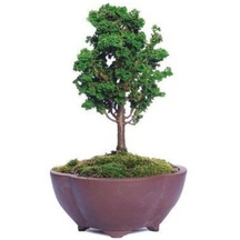 Nadir Ithal Selvi Bonzai Ağacı Tohumu 5 Tohum Bonsai Tohumu