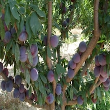 Tüplü Aşılı Orta Erkenci Verimli Yarı Bodur Prime Time Japon Erik