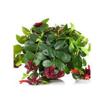 Ruj Çiçeği (Aeschynanthus) - Askılı Saksıda