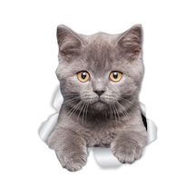 Kırık Cam Efekti Kedi Araba Oto Sticker Etiket Z7