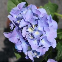 Videolu 1 Adet Ithal Mavi Çiçekli Ortanca Çiçeği 30-50 Cm Saksılı Çiçekli Bodur Bitkiler Hydrangea
