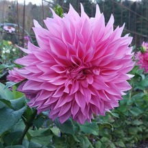 Cafe Au Lait Rose Dahlia Yıldız Çiçeği Yumrusu 1 Adet