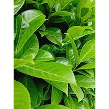 Videolu 1 Adet Yeşil Çıtır Taflan Çiçeği Fidanı 20-40 Cm Tüplü Çiçekli Bodur Bitkiler Euonymus