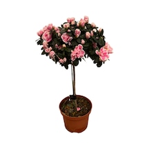 Rhododendron Indicum 'pink' Açelya Çiçeği
