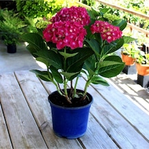 Videolu 2 Adet Kırmızı Çiçekli Ortanca Fidanı 25-40 Cm Saksılı Çiçekli Bodur Bitkiler Red Hydrangea