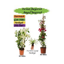 Kırmızı Renk Begonvil+beyaz Begonvil+kurdele Çiçeği 3'lü Peyzaj Seti