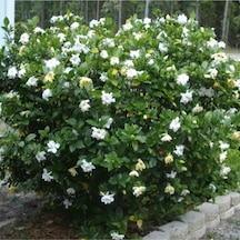 Serada Decor Plant Gardenya Jasminoides Kokulu Sarıcı Gardenya Bahçe Gardenyası 1.kalite