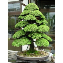 Tohum Dünyası 10 Adet Japon Sedir Ağacı Bonsai Tohumu