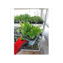 Videolu 4 Adet Pembe Yılbaşı Çiçeği Bitkisi 15-30cm Saksılı Poinsettia