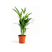 Mini Salon Palmiyesi Chamaedorea 30-40 Cm Areka Palmiyesi