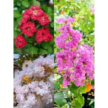 Videolu Oya Ağacı Çiçeği Kırmızı-beyaz-pembe 3 Adet Saksılı/ Tüplü 40-70 Cm Lagerstroemia İndica