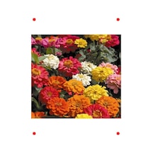 Karışık Renk Ni Zinnia Kirli Hanım Tohumu - 10 Adet