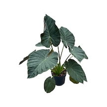 Alocasia Regal Shield (Fil Kulağı) Ø24 CM 80-90 CM