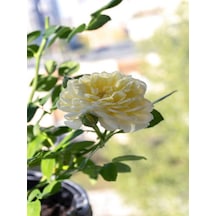 Videolu Aşılı Yediveren Kokulu Krem Gül Fidanı 10-15 Cm Saksılı Cream Rose Sapling
