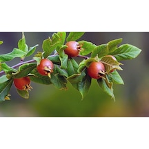 Muşmula (Döngel) Fidanı 3 Yaş Tüplü ve Aşılı