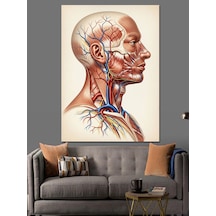 Ahşap Tablo İnsan Başı Kas Anatomisi
