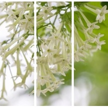 Videolu Melisa Çiçeği Fidanı Parfüm Çiçeği 15-30 Cm Tüplü Dış Mekan Ağaçları Cestrum Nocturnum