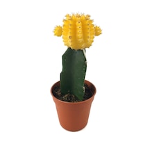 Gymnocalycium Mihanovichii 'Yellow' (Kaktüs) Ø5,5 CM Y0-10 CM