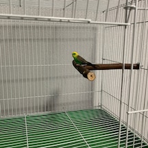 Vkemall Kuş Eğitimi Ahşap Standı - 18x15cm T Tipi Konaklama Ve Oyun Platformu