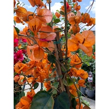 Videolu Turuncu Begonvil 70 90 Cm 1 Adet Saksılı/ Tüplü Bahçe Bitkisi Bougainvillea