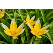 Tulipa Lale Tarda Soğanı 10 Adet