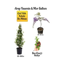 Kokulu Arap Yasemin Çiçeği+mor Salkım Ağacı Fidanı Buz Çiçeği Peyzaj Seti