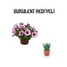 Anneler Gününe Özel Askılı Açık Pembe Petunya Çiçeği Sukulent