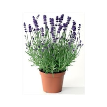 Lavanta Çiçeği Kokulu Aromatik Bahar Bitkisi Balkon Bitkisi