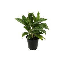 Aglaonema 'Key Lime' (Çin Herdemyeşil) Ø12 CM Y25-30 CM