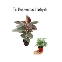 Hediyelik Pembe Alacalı Kauçuk Bitkisi Kadınlar Gününe Özel Tül Kuşkonmaz