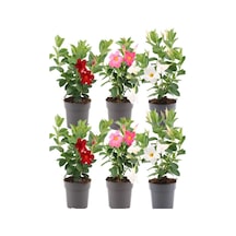 Mandevilla Mix 30 60 Cm Karışık Renkli Pembe, Kırmızı, Beyaz Saksılı Çiçekli Sarmaşık