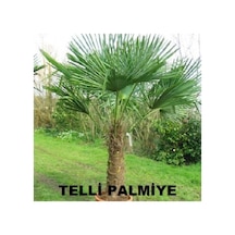 Telli Palmiye Tohumu - Trachycarpus Fortunei 10 Adet Tohum