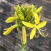Sarı Kestere Çiçeği Tohumu 20 Adet N111820