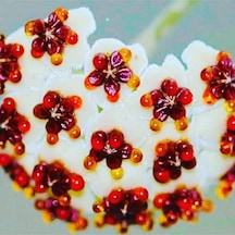 Hoya Kerri 50-70 Cm Büyüyen Kalp Yapraklı Kokulu Mum Çiçeği Bitkisi Özel Tür Sevgi Çiçeği Koleksiyo