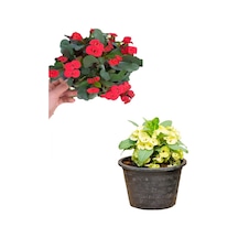 Videolu Sarı Kırmızı 2 Renk 2 Adet Milli Dikenler Tacı Çiçeği 15-30cm Saksılı Euphorbia