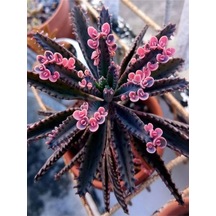 Pembe Aşkın Gözyaşı 1 Adet Saksılı 10-15cm Kaktüs Ve Sukulent Kalanchoe Daigremontiana