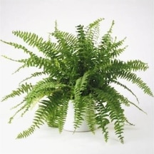 Aşk Merdiveni Fujer Nephrolepis 10-20 Cm